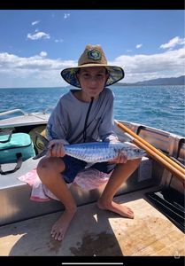 Narrowbarred Mackerel