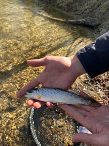 Brown Trout