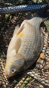 Crucian Carp