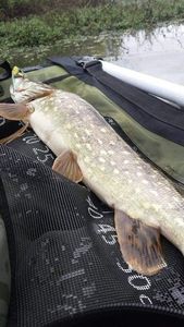 Northern Pike