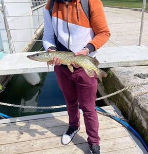 Northern Pike