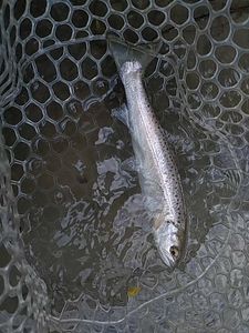 Brown Trout