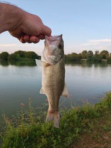 Largemouth Bass