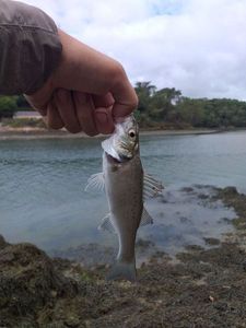 European Bass (Seabass)