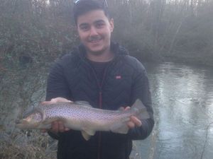 Brown Trout