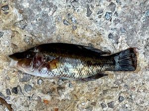 Corkwing Wrasse