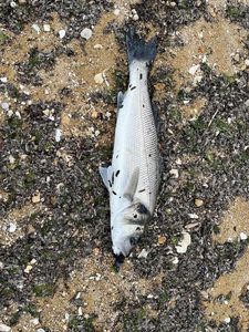 European Bass (Seabass)