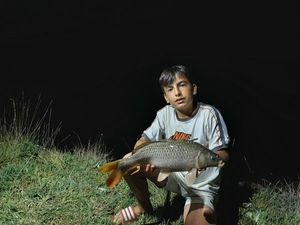 Common Carp