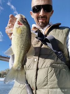 Largemouth Bass