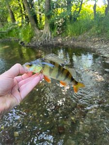 European Perch