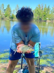 Crucian Carp