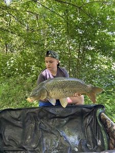 Common Carp