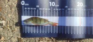 European Perch