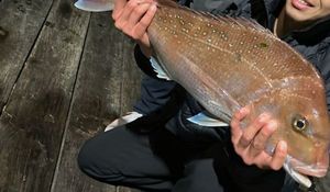 Red Snapper