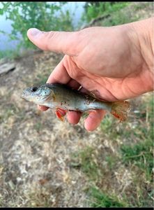 European Perch