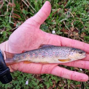 Brown Trout