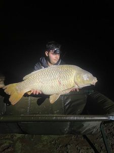 Common Carp