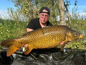 Common Carp