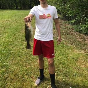 Largemouth Bass