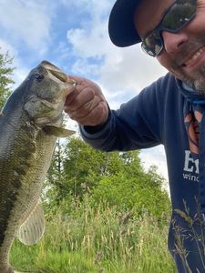 Largemouth Bass
