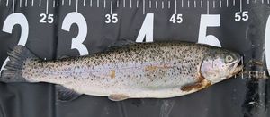 Rainbow Trout