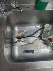 Bluefish