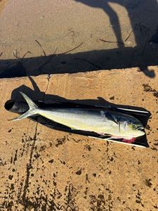 Dolphinfish