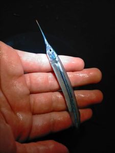 Keeltail Needlefish