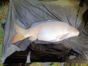 Mirror Carp