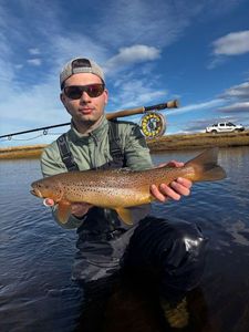 Brown Trout