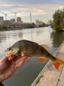 European Perch