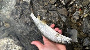 Lake Trout