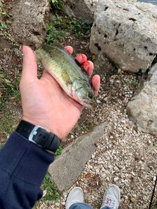 Largemouth Bass