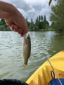 Largemouth Bass