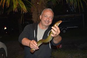 European Eel (Common Eel)