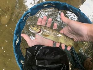 Brown Trout