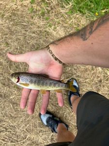Brown Trout