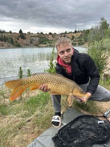 Common Carp
