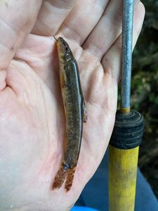 Burbot