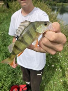 European Perch