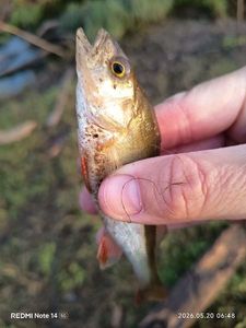 European Perch