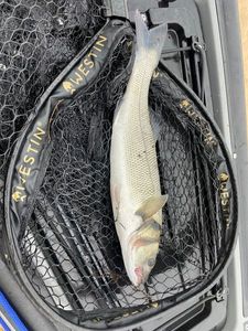 European Bass (Seabass)