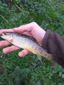 Brown Trout