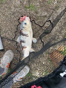 Koï Fish