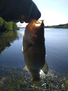 Largemouth Bass