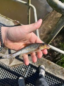 Barbel