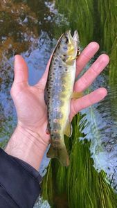 Brown Trout