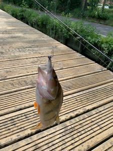 European Perch