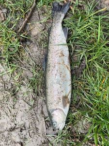 Rainbow Trout