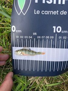 European Perch